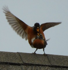 Turdus migratorius
