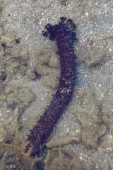 Holothuria leucospilota