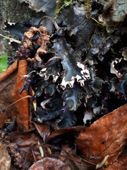 Peltigera neckeri