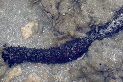 Holothuria leucospilota