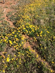 Amblyolepis setigera