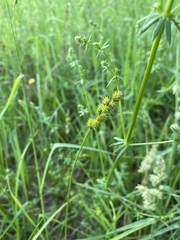 Carex normalis