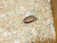 Caystrus obscurus