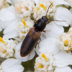 Tetralimonius ornatulus