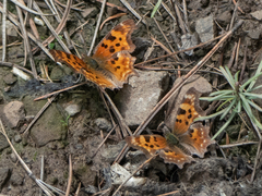 Polygonia satyrus