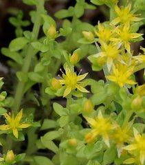 Sedum bulbiferum