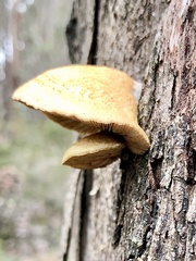 Crepidotus eucalyptorum