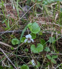 Viola renifolia
