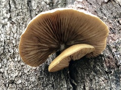 Crepidotus eucalyptorum