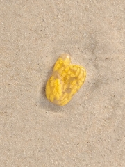 Botrylloides perspicuus
