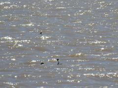 Aechmophorus occidentalis