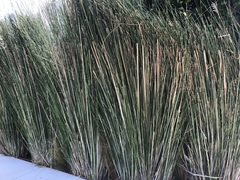 Ephedra tweedieana