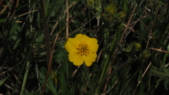 Potentilla gracilis fastigiata