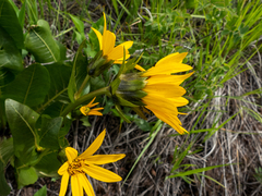 Wyethia amplexicaulis