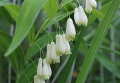 Polygonatum falcatum