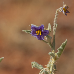 Solanum chippendalei