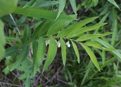 Polygonatum falcatum
