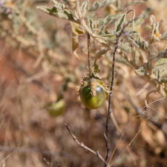 Solanum chippendalei