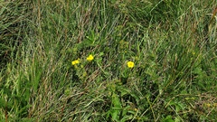Potentilla gracilis fastigiata