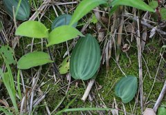 Polygonatum falcatum