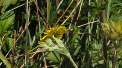 Potentilla gracilis fastigiata