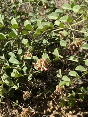 Hosackia crassifolia
