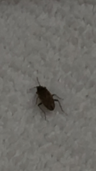 Rhyparochromus vulgaris