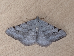 Digrammia denticulata
