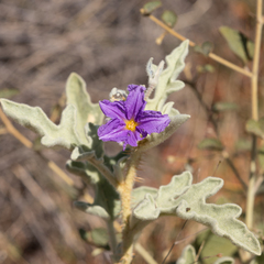 Solanum chippendalei