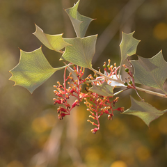 Grevillea wickhamii