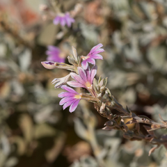 Scaevola parvibarbata