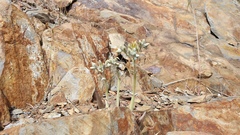 Dudleya abramsii abramsii