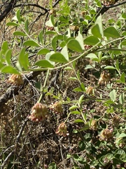 Hosackia crassifolia