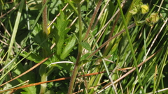 Potentilla gracilis fastigiata
