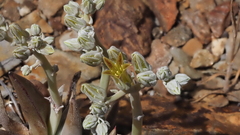 Dudleya abramsii abramsii