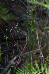 Juncus scirpoides