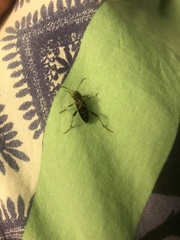 Neoclytus mucronatus