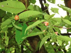 Cratoxylum cochinchinense
