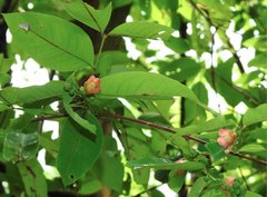 Cratoxylum cochinchinense