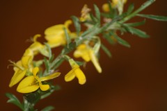 Genista pilosa