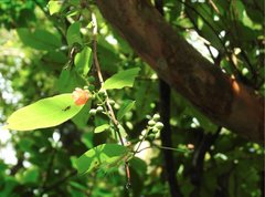 Cratoxylum cochinchinense