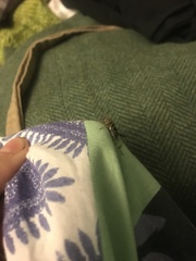 Neoclytus mucronatus