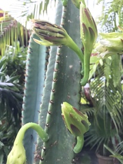 Cereus repandus