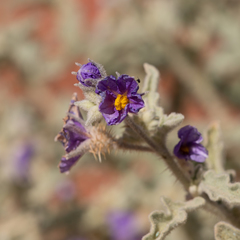 Solanum chippendalei