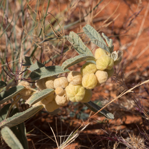 Sida cleisocalyx