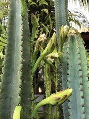 Cereus repandus