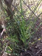 Tradescantia occidentalis