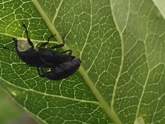 Nespilobaris nipponica