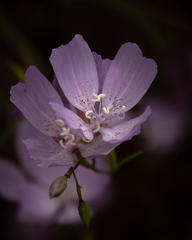 Clarkia bottae