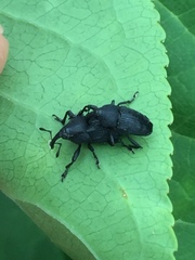 Nespilobaris nipponica